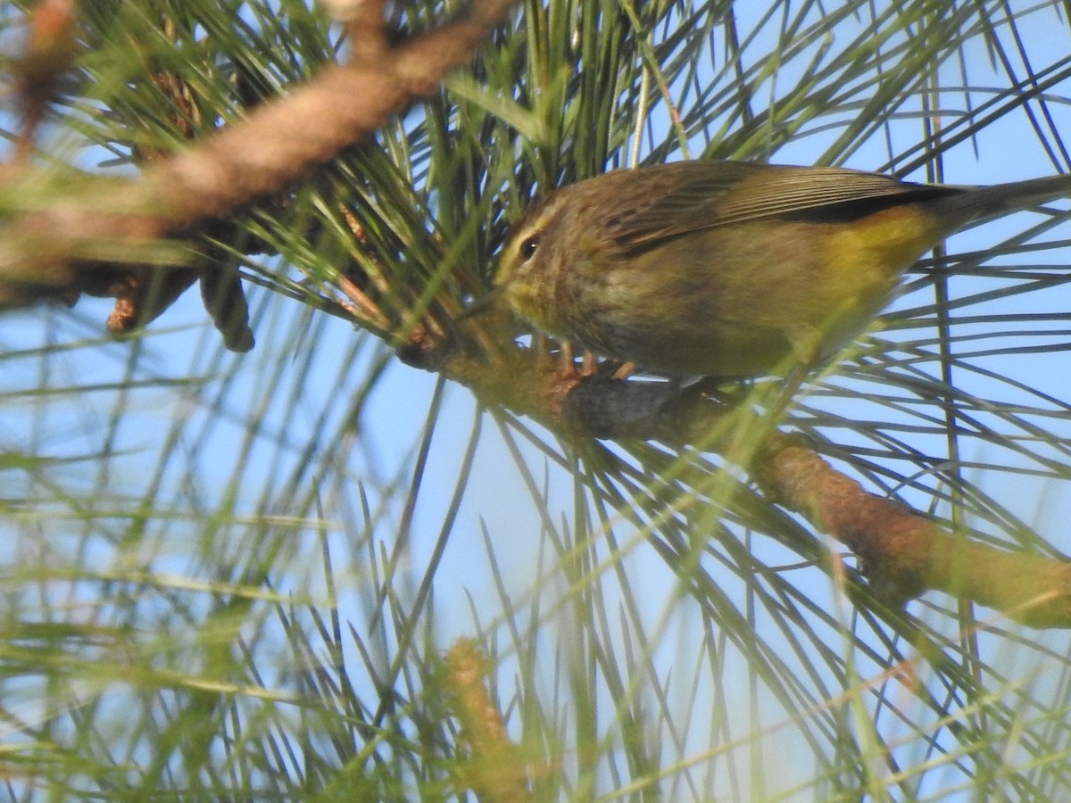 lesňáček bažinný - ML322840271