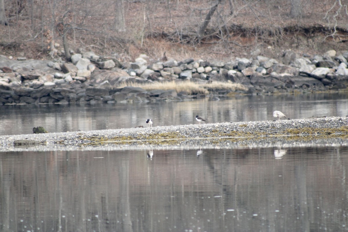 American Oystercatcher - ML322840711