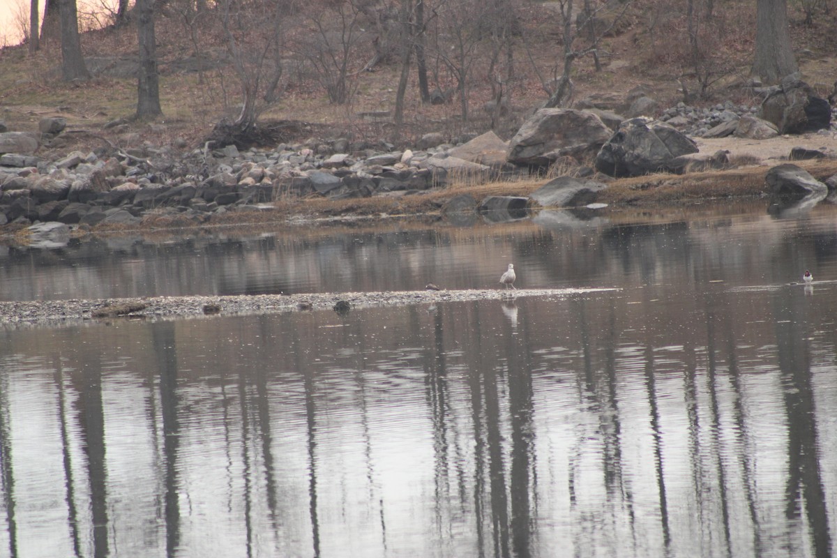 American Oystercatcher - ML322840731