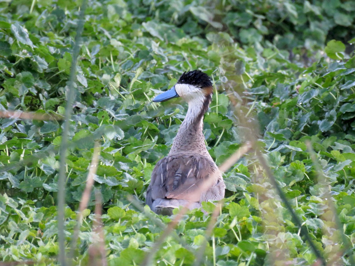 Puna Teal - Adrian Antunez