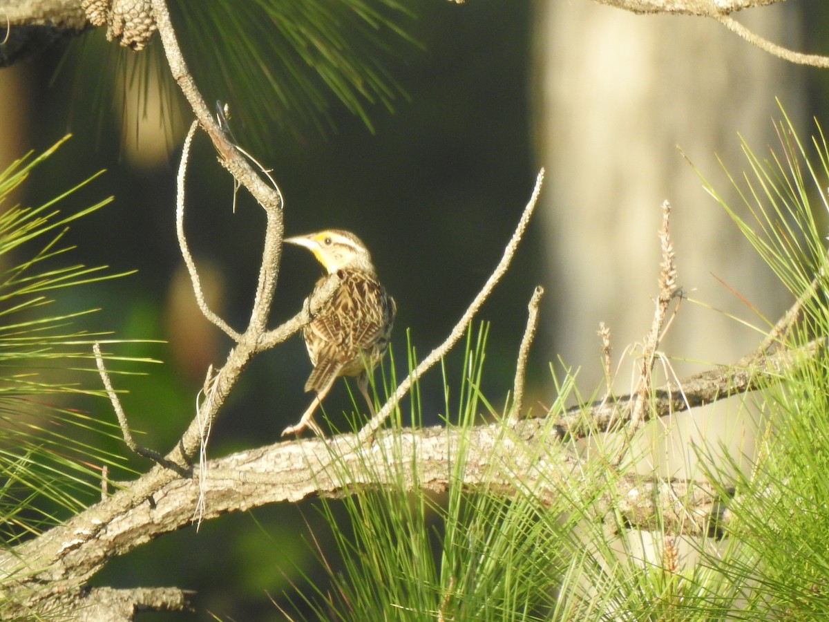 Eastern Meadowlark - ML322841321