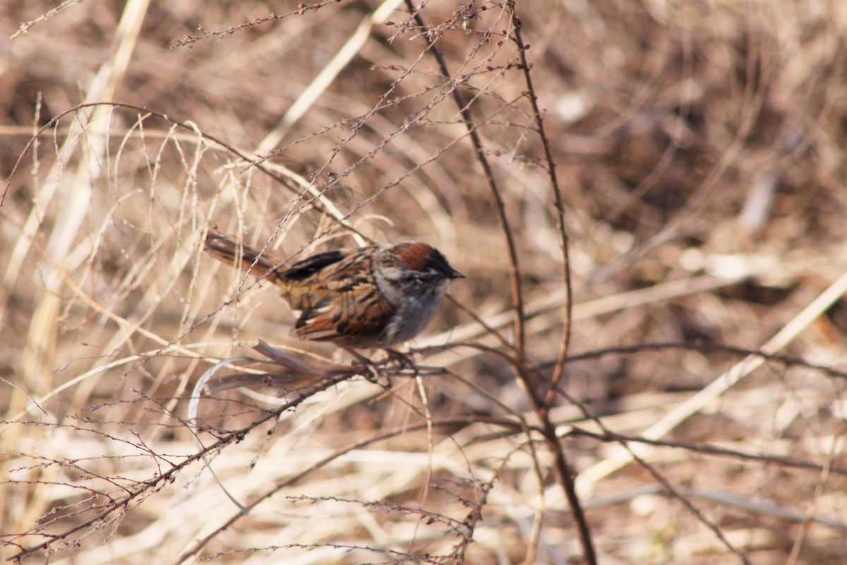 Swamp Sparrow - ML322841661
