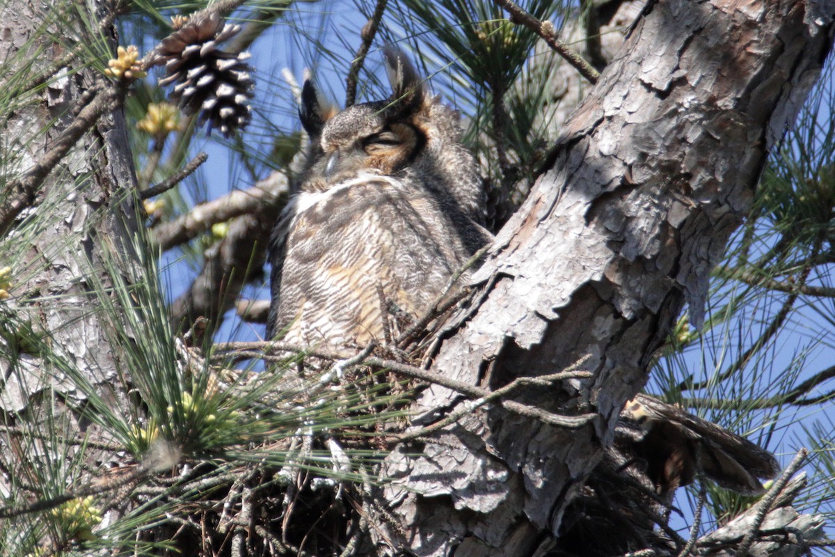 Great Horned Owl - ML322841731