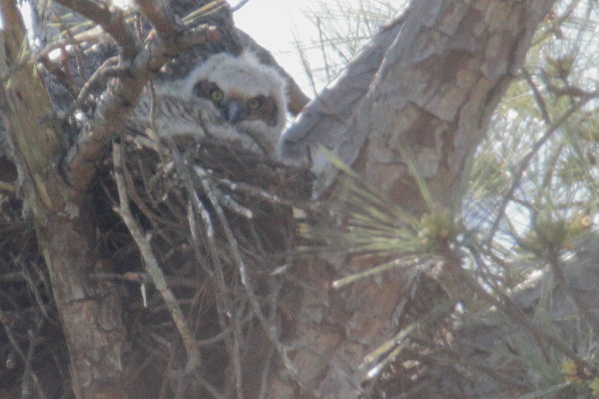 Great Horned Owl - ML322841741
