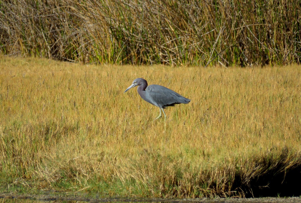 Little Blue Heron - ML32284231