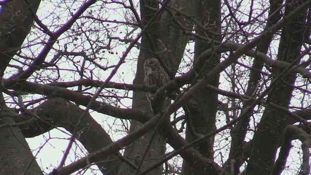 Tawny Owl - ML322845141