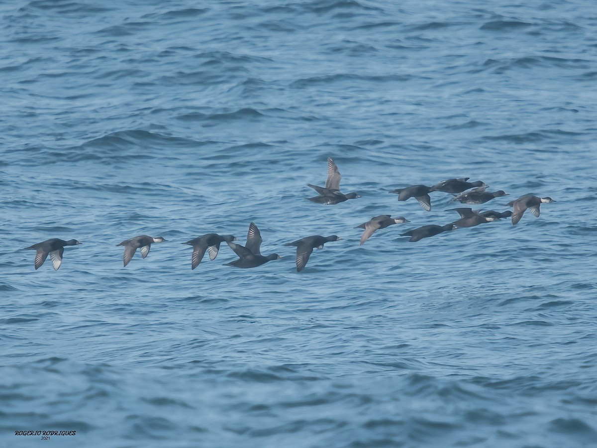 Common Scoter - Rogério Rodrigues