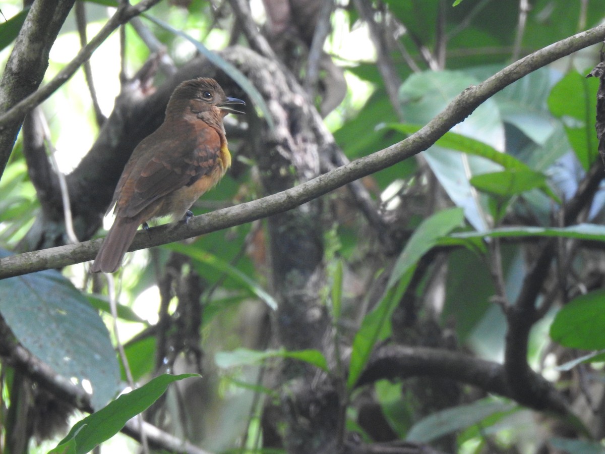 Speckled Mourner - ML322846491