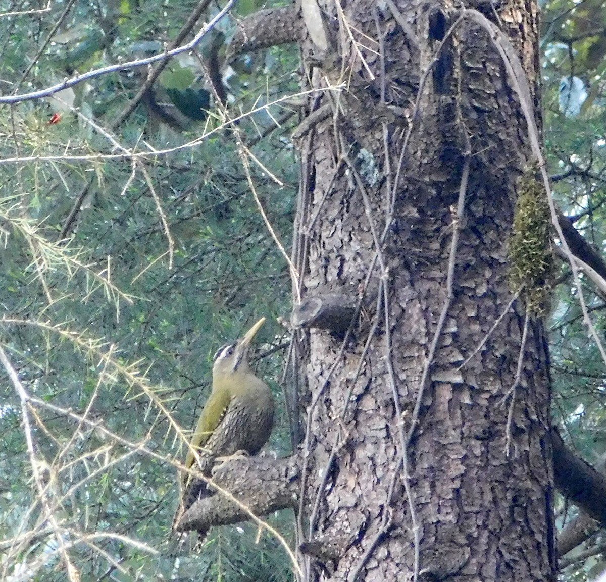 Scaly-bellied Woodpecker - Sarabjeet Kaur