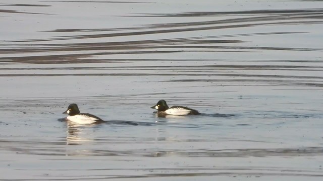 Common Goldeneye - ML322847351