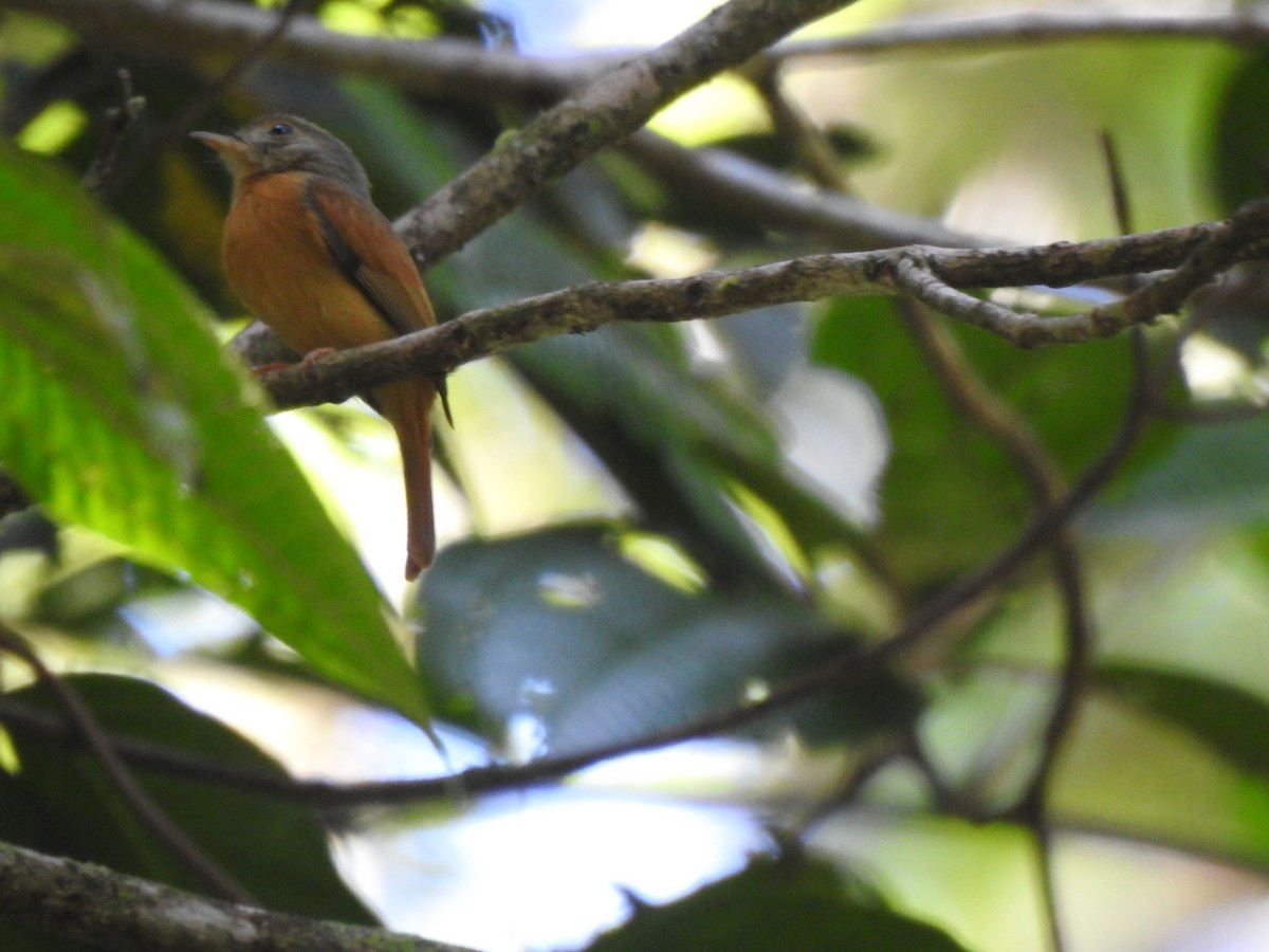 tyranovec rezavošedý - ML322848591