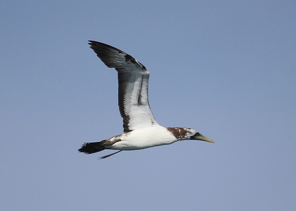 Masked Booby - ML32284871