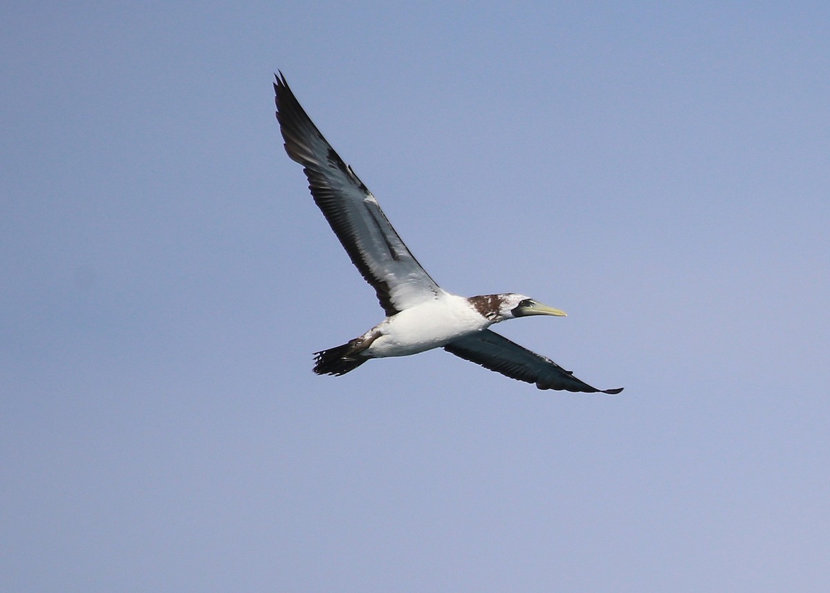 Masked Booby - ML32284891