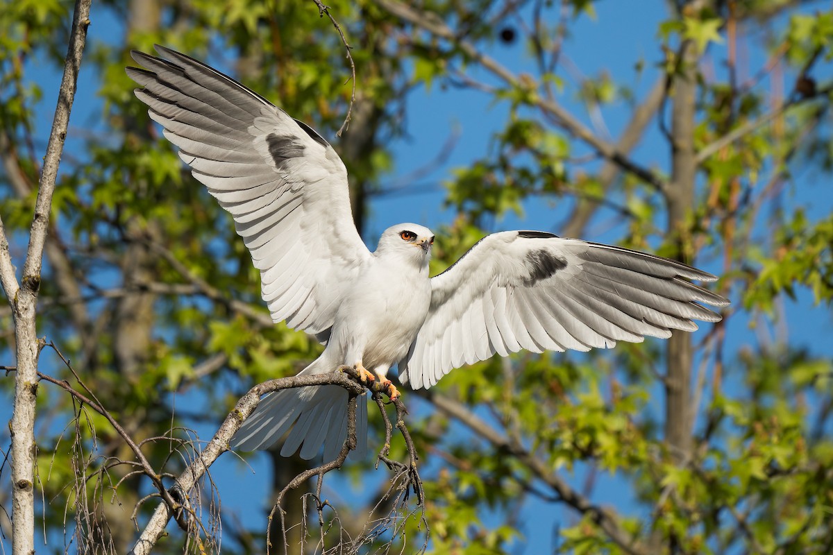 White-tailed Kite - Dan Brown