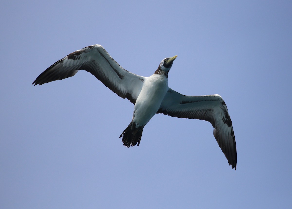 Masked Booby - ML32284931