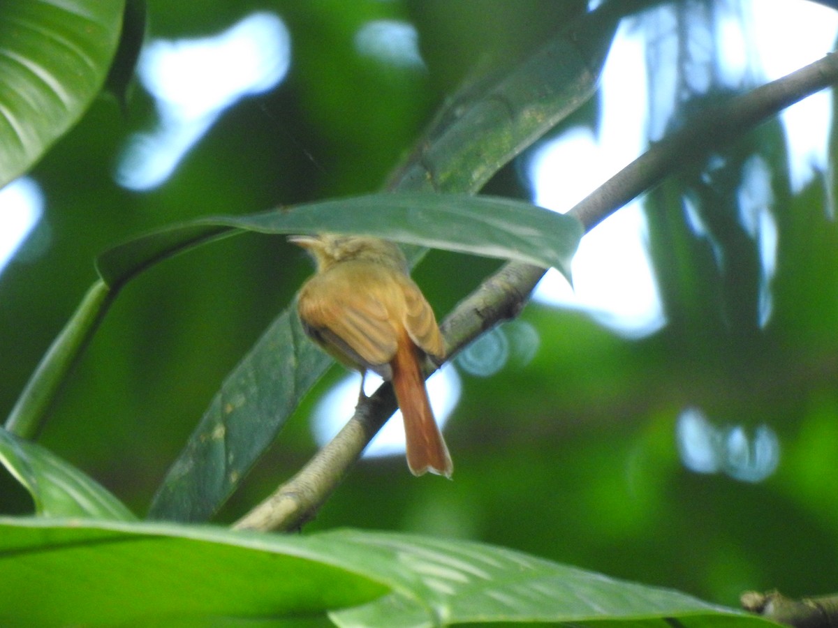 tyranovec rezavošedý - ML322849431