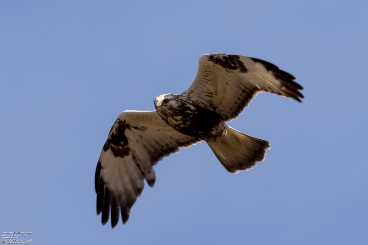 Rough-legged Hawk - ML322849461