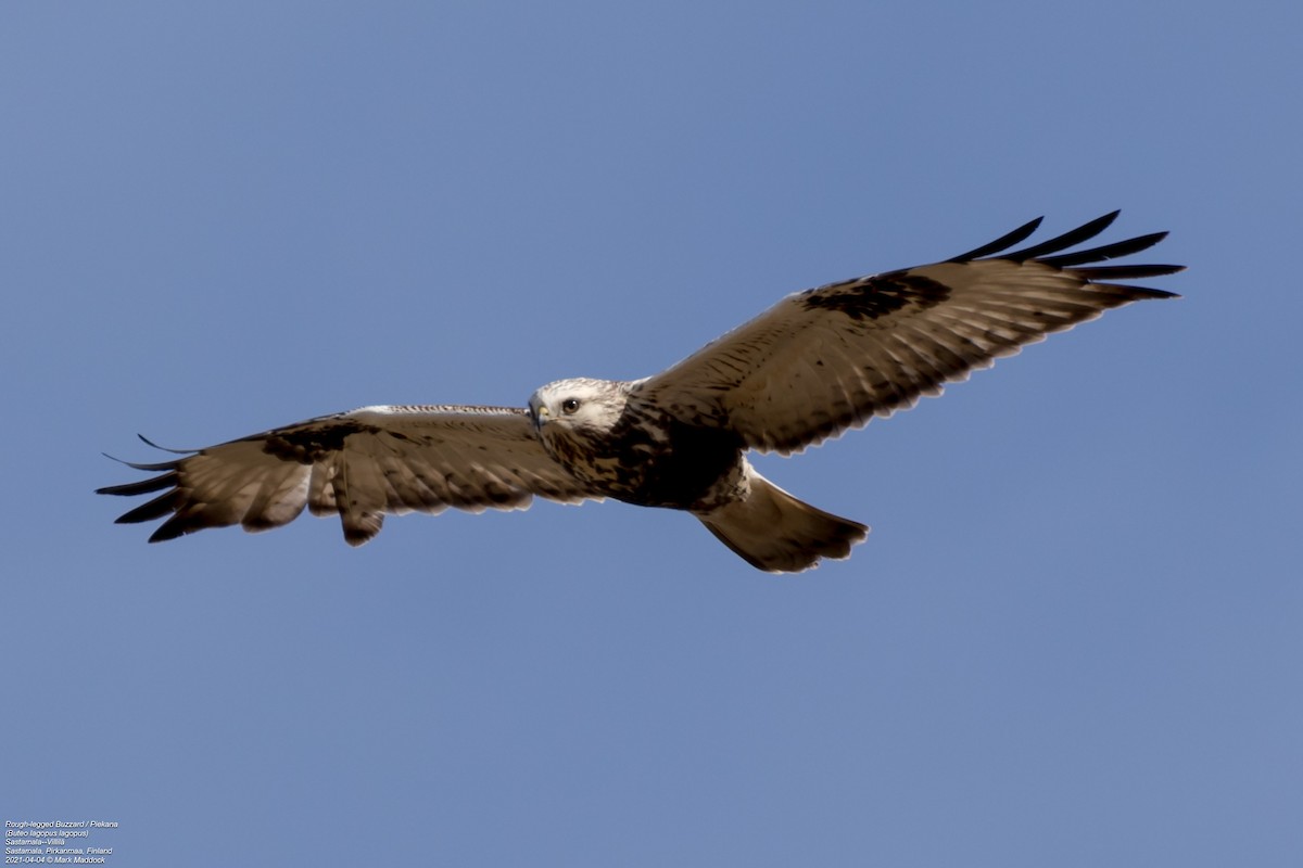 Rough-legged Hawk - ML322849471