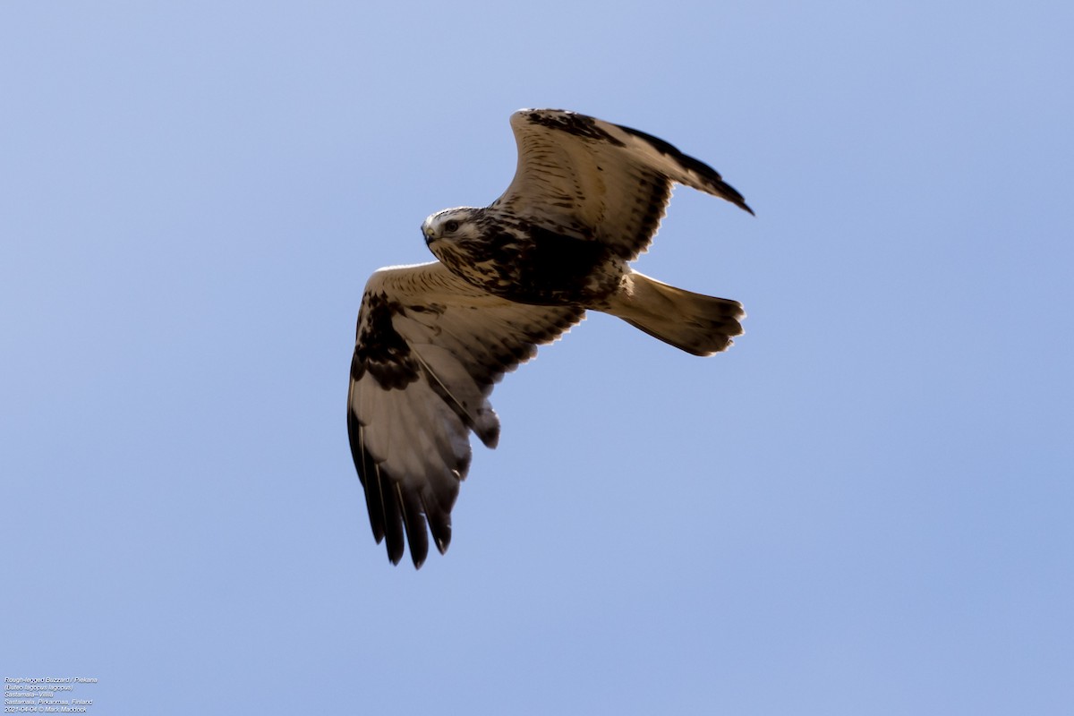 Rough-legged Hawk - ML322849481