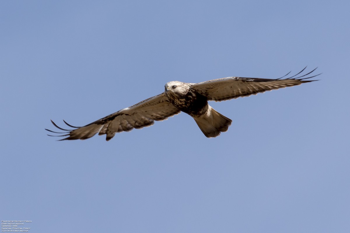 Rough-legged Hawk - ML322849491