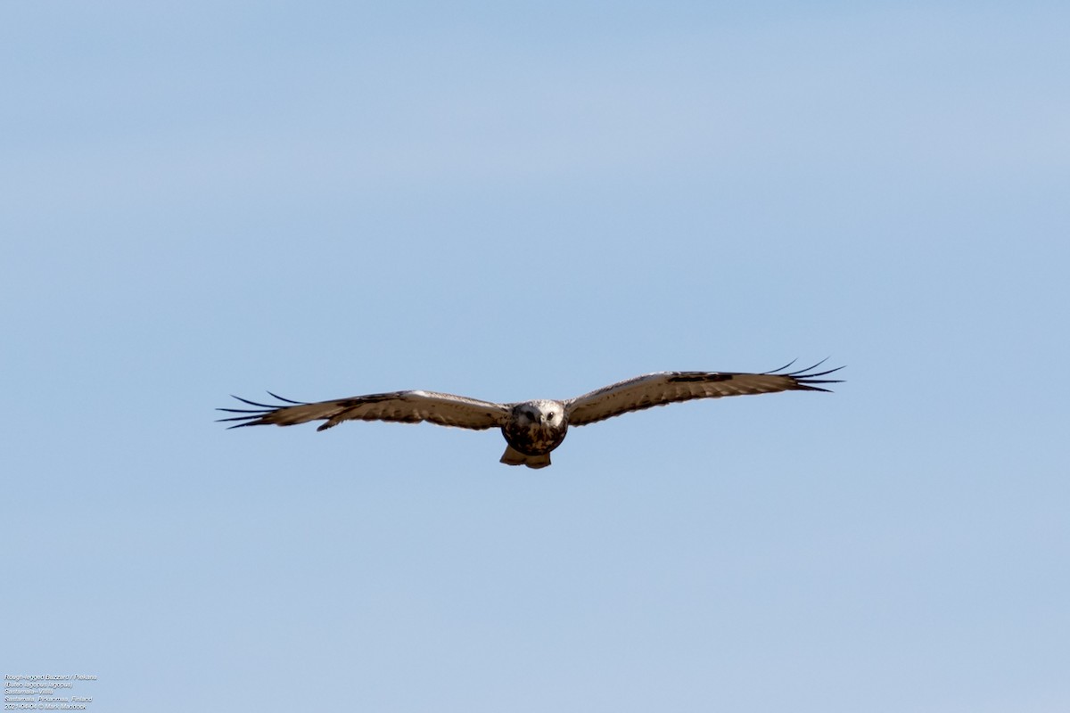 Rough-legged Hawk - ML322849501