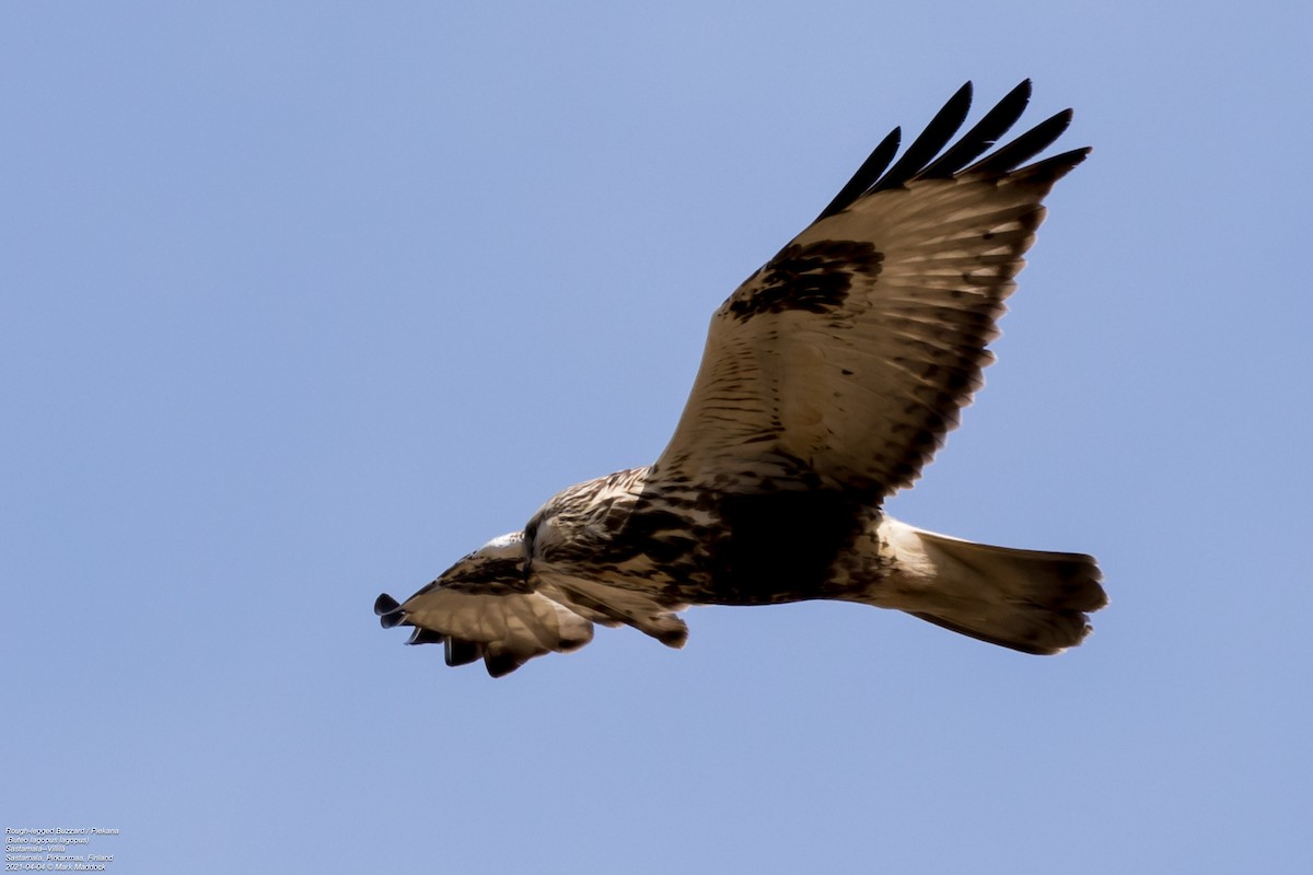Rough-legged Hawk - ML322849511