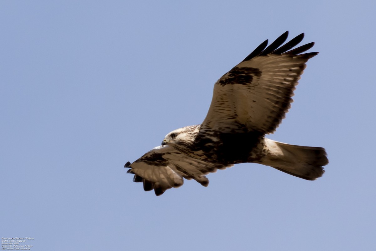 Rough-legged Hawk - ML322849521