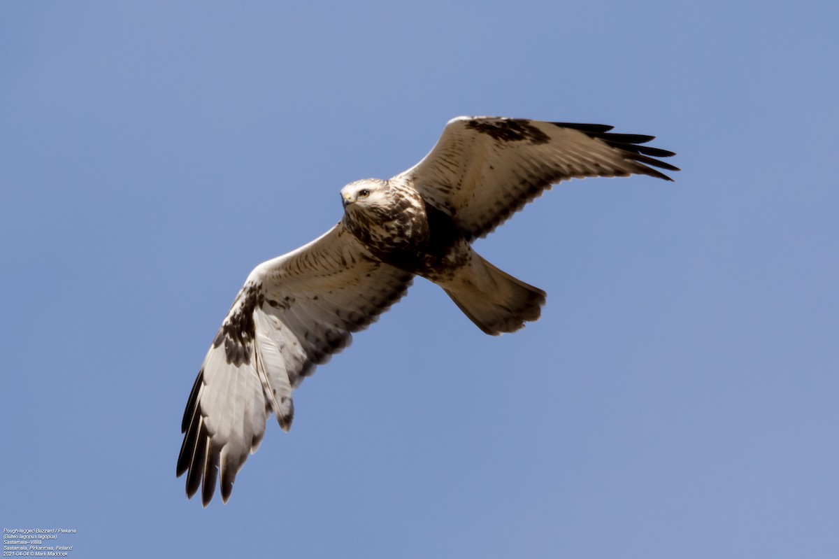 Rough-legged Hawk - ML322849531