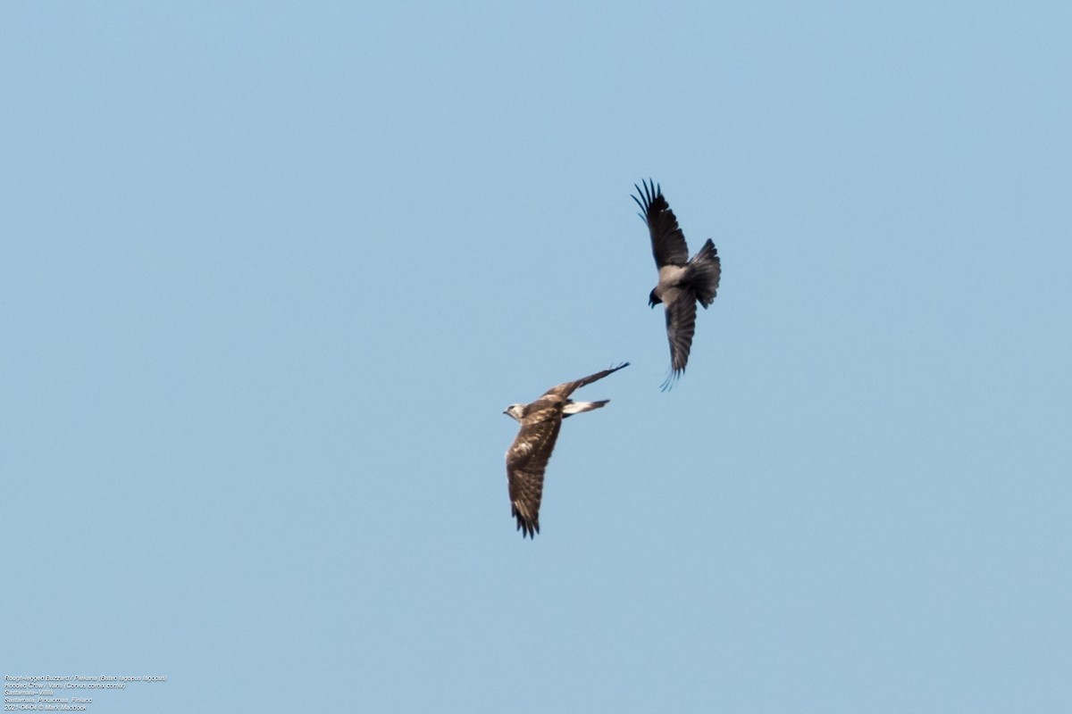 Rough-legged Hawk - ML322849541