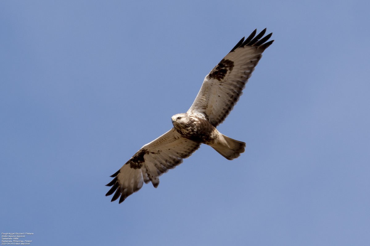 Rough-legged Hawk - ML322849551