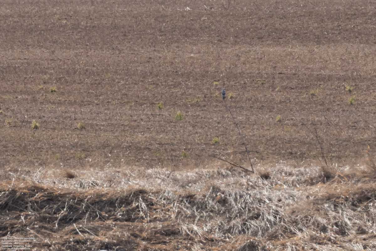 Great Gray Shrike (Great Gray) - ML322849561