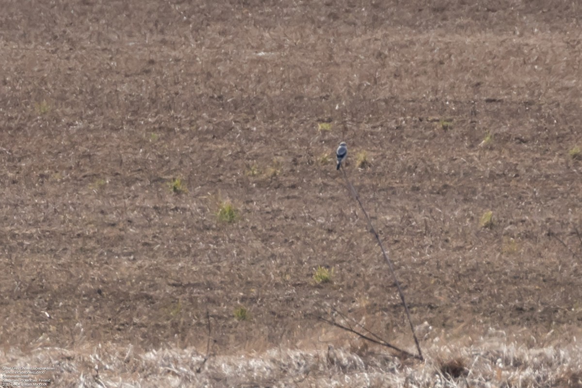 Great Gray Shrike (Great Gray) - ML322849581