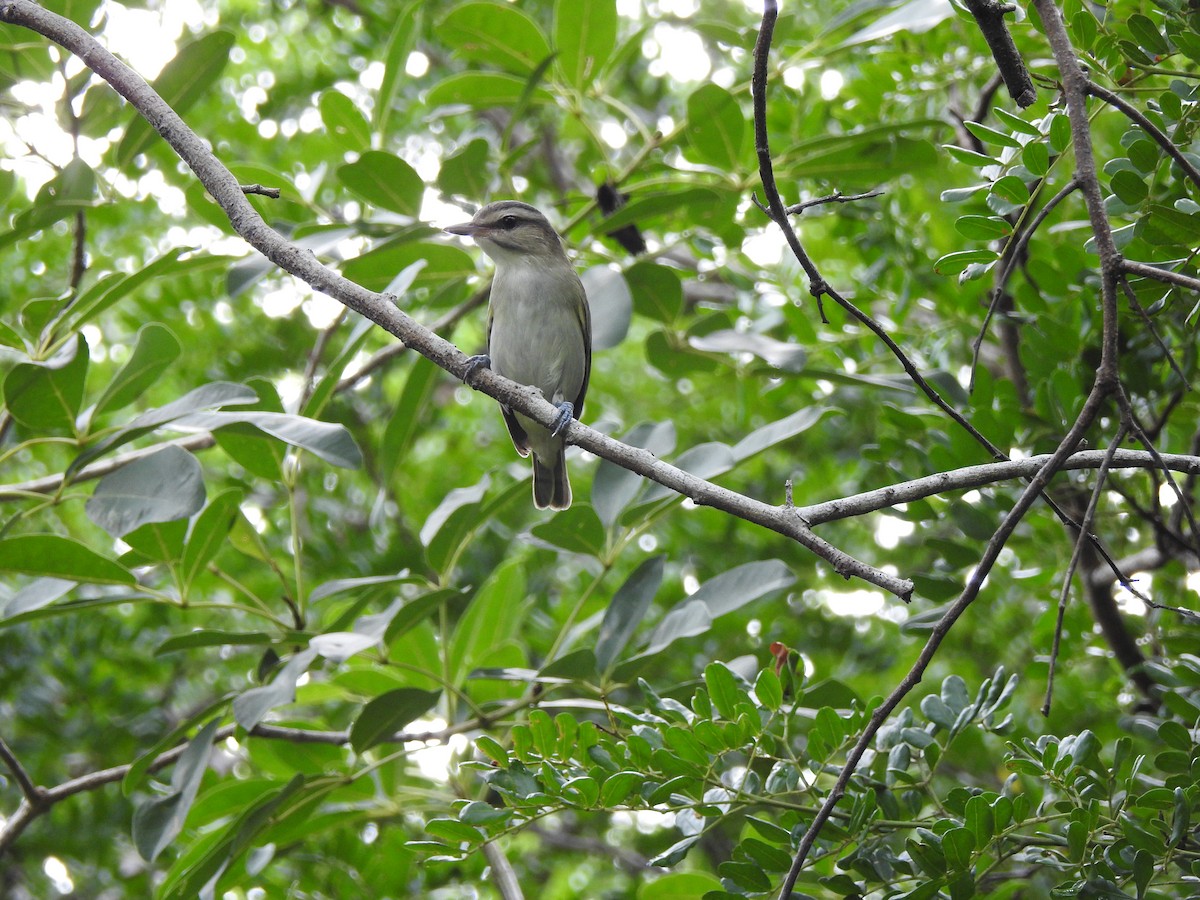 Black-whiskered Vireo - ML32284981