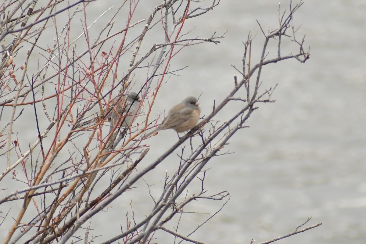 Dark-eyed Junco (Pink-sided) - ML322852661