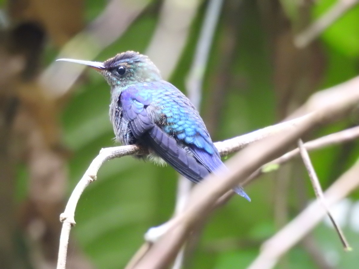 kolibřík vidloocasý - ML322853831