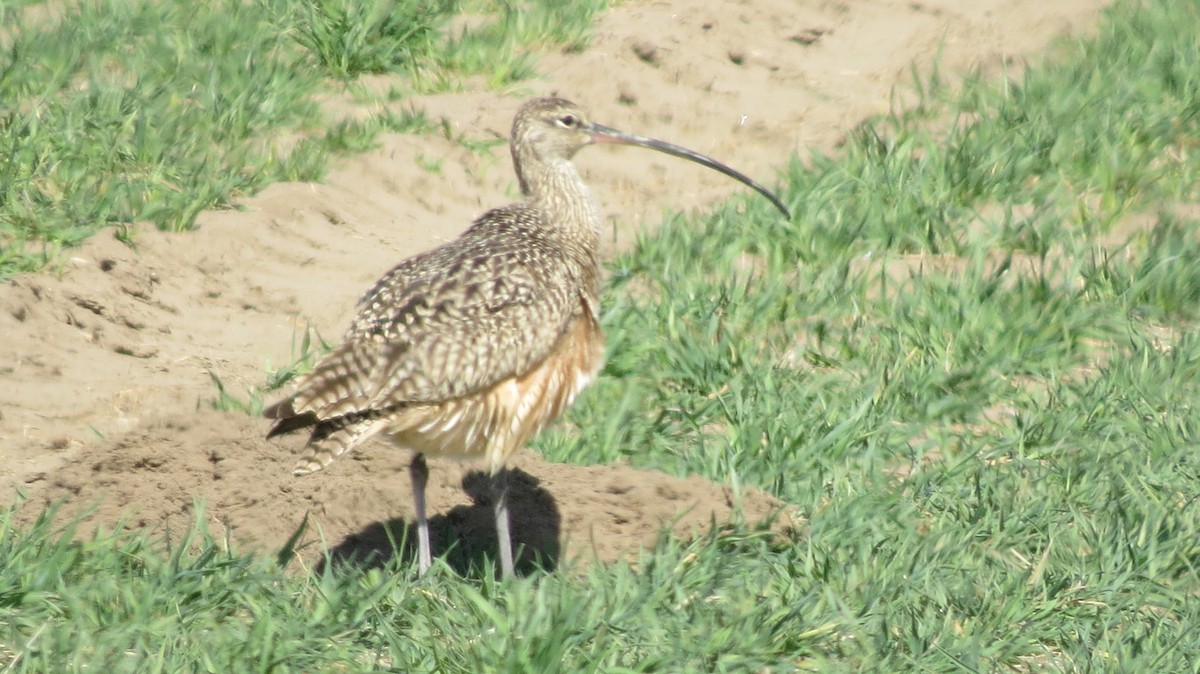 Long-billed Curlew - ML322854401