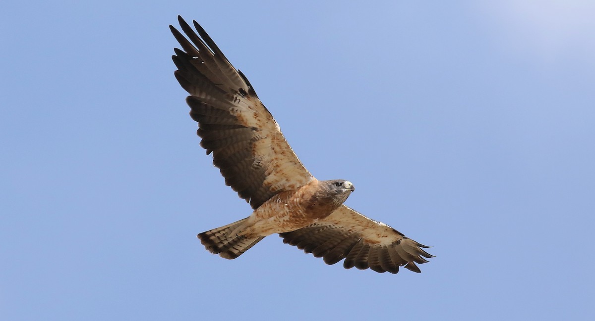 Swainson's Hawk - Steve Bennett
