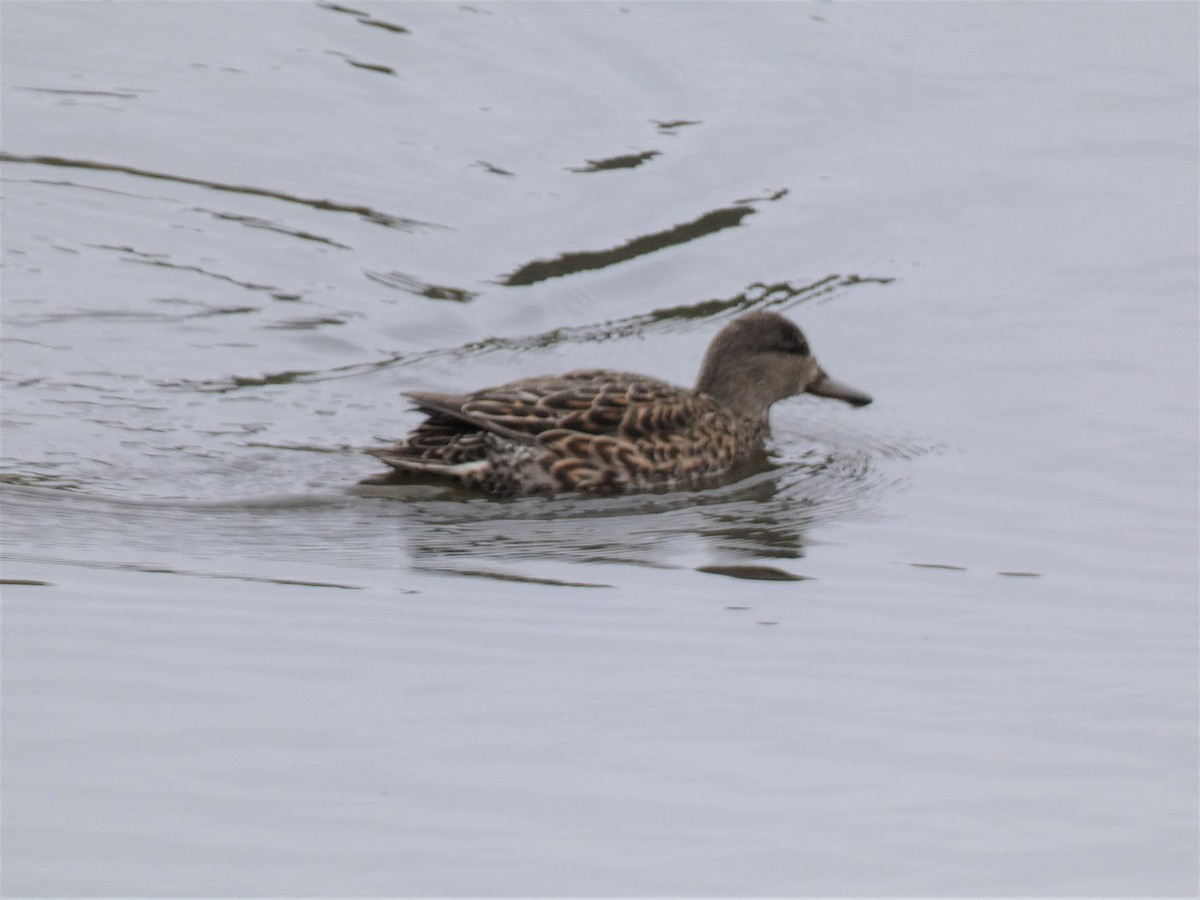 Green-winged Teal - Mike Tuer