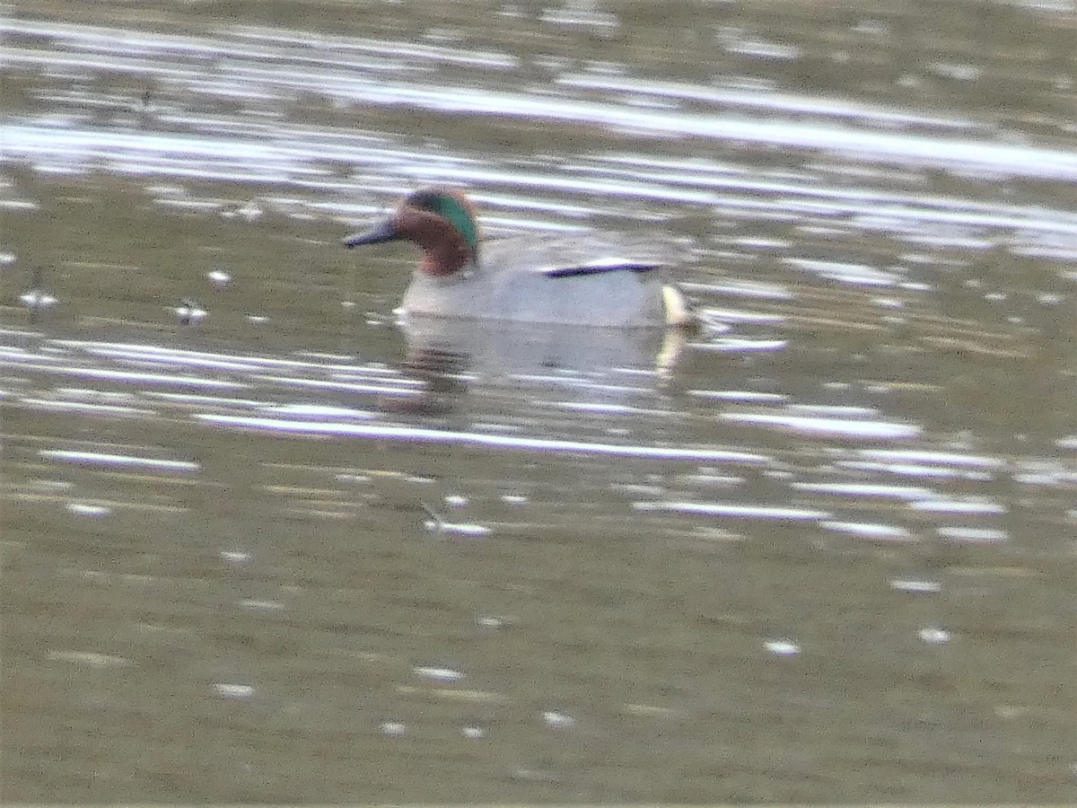 Green-winged Teal - Mike Tuer