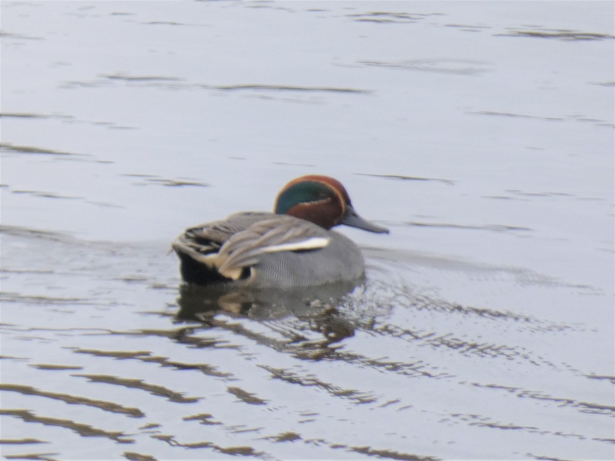 Green-winged Teal - Mike Tuer