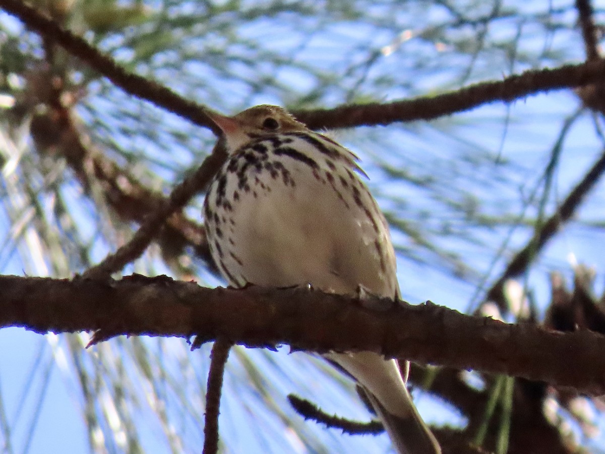 Ovenbird - ML322856641
