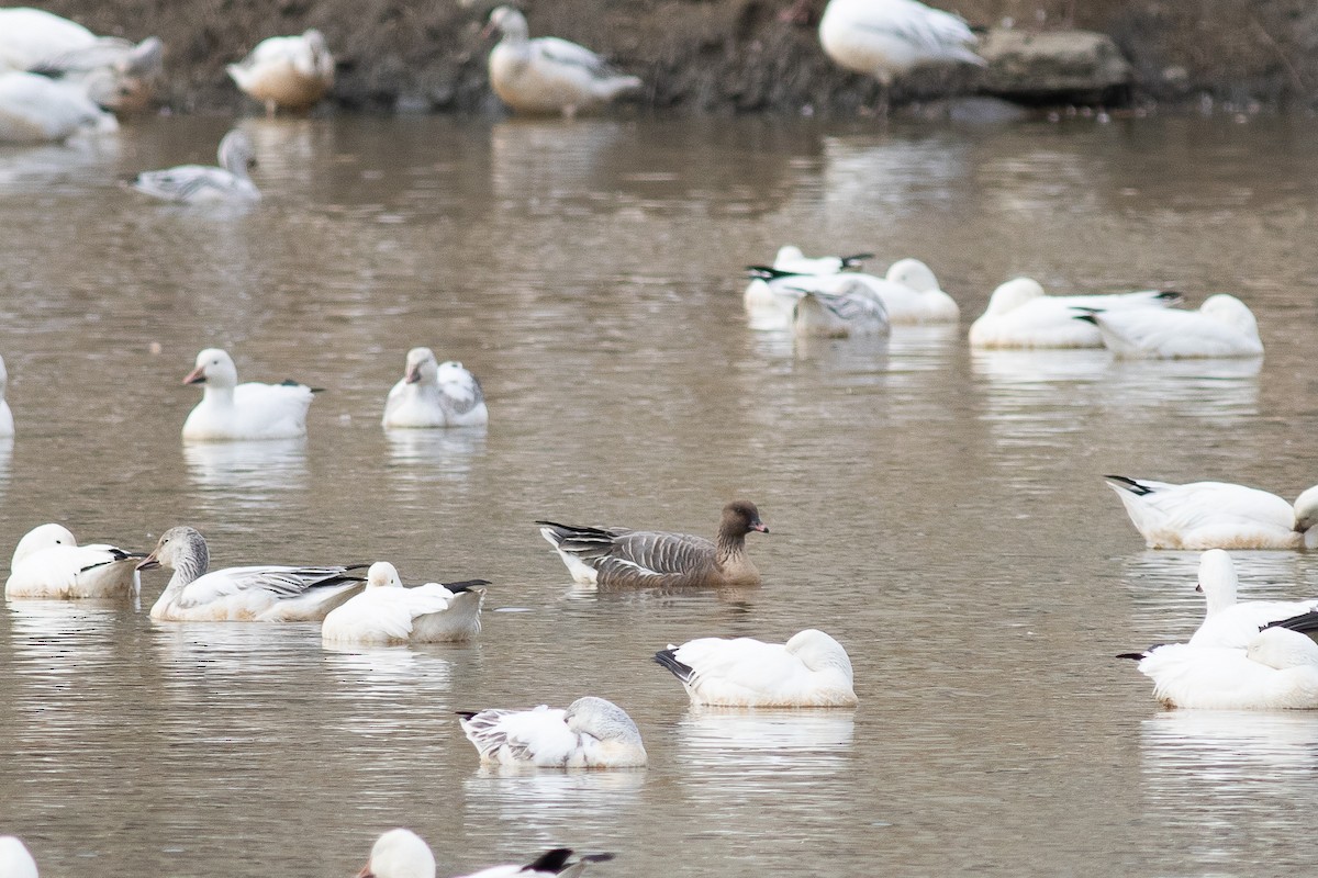 Pink-footed Goose - ML322857171