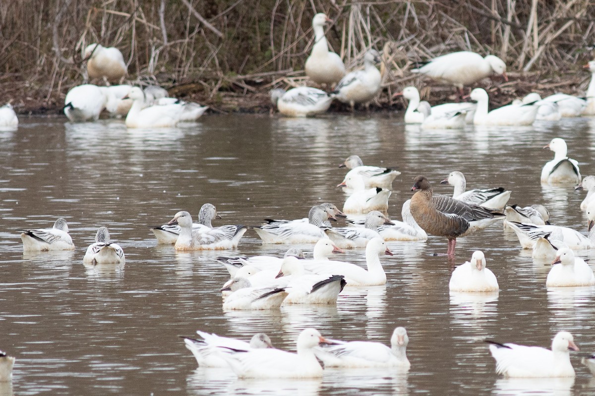 Pink-footed Goose - ML322857181