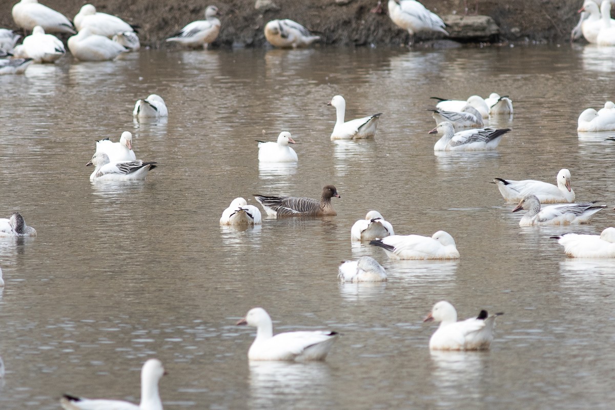 Pink-footed Goose - ML322857191