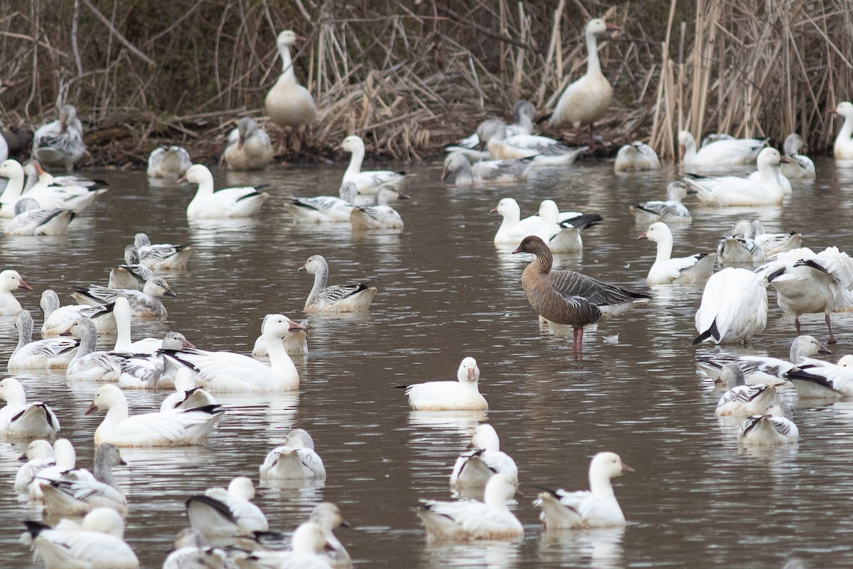 Pink-footed Goose - ML322857211