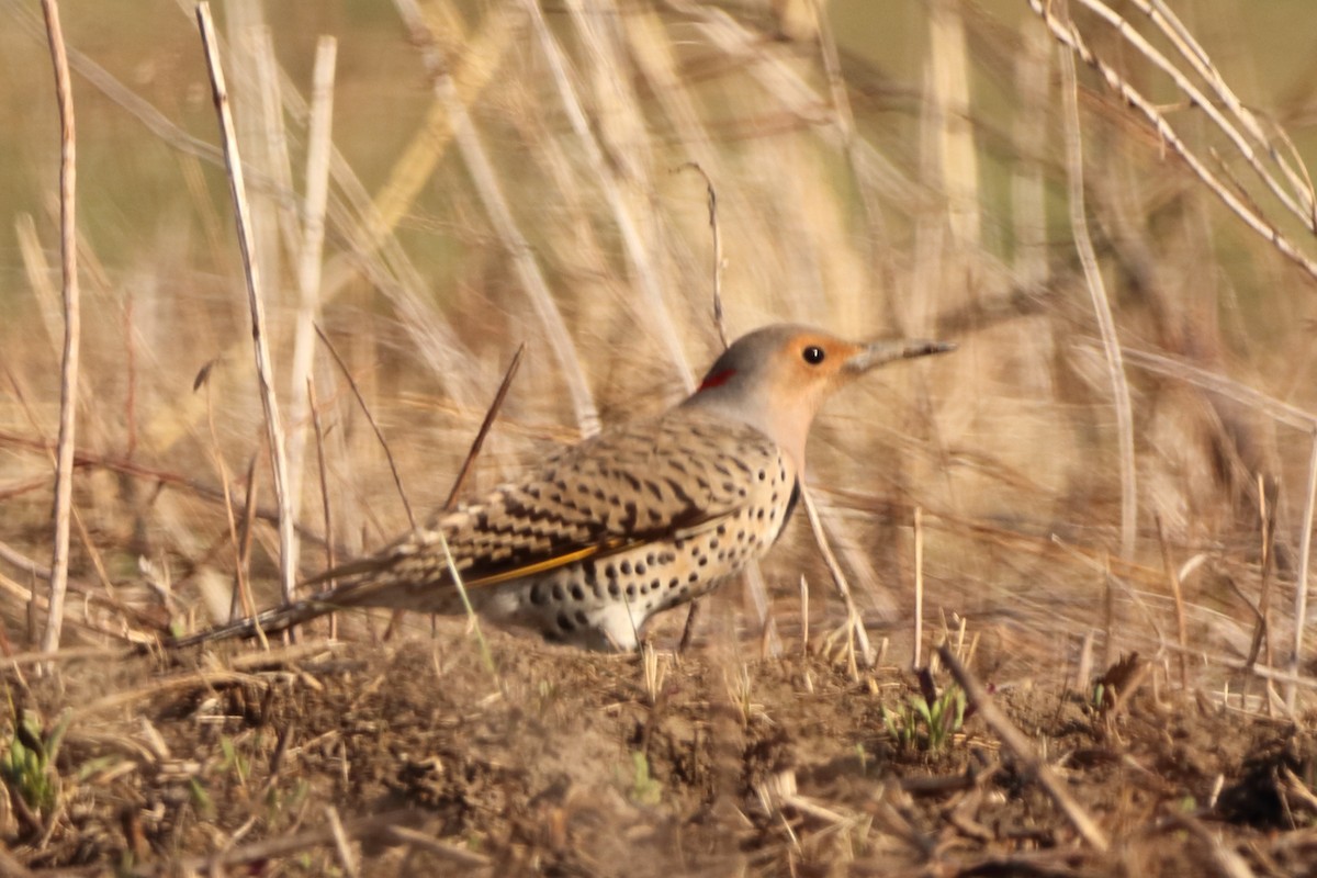 Northern Flicker - ML322857451