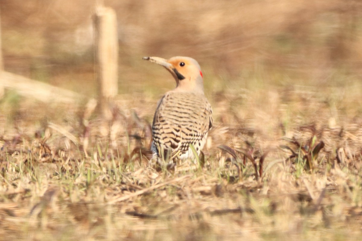 Northern Flicker - ML322857461