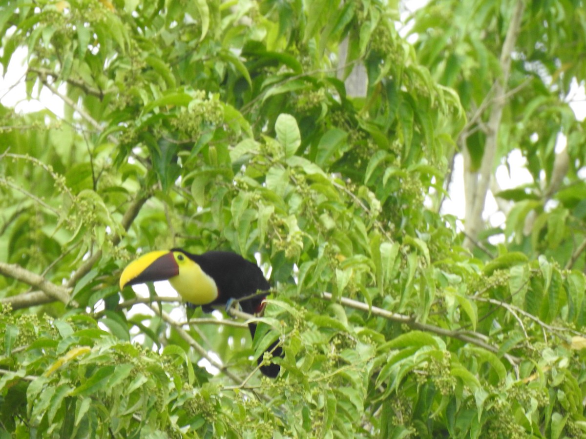 tukan žlutohrdlý - ML322858561