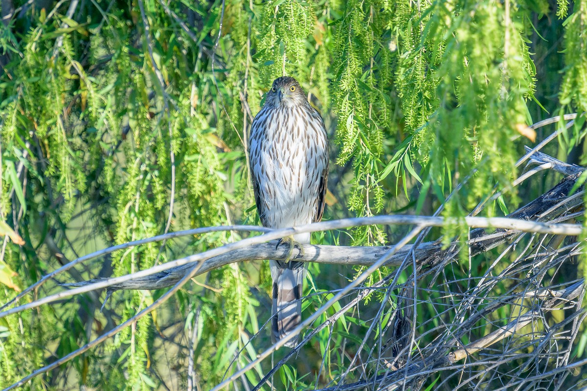 Cooper's Hawk - ML322858921