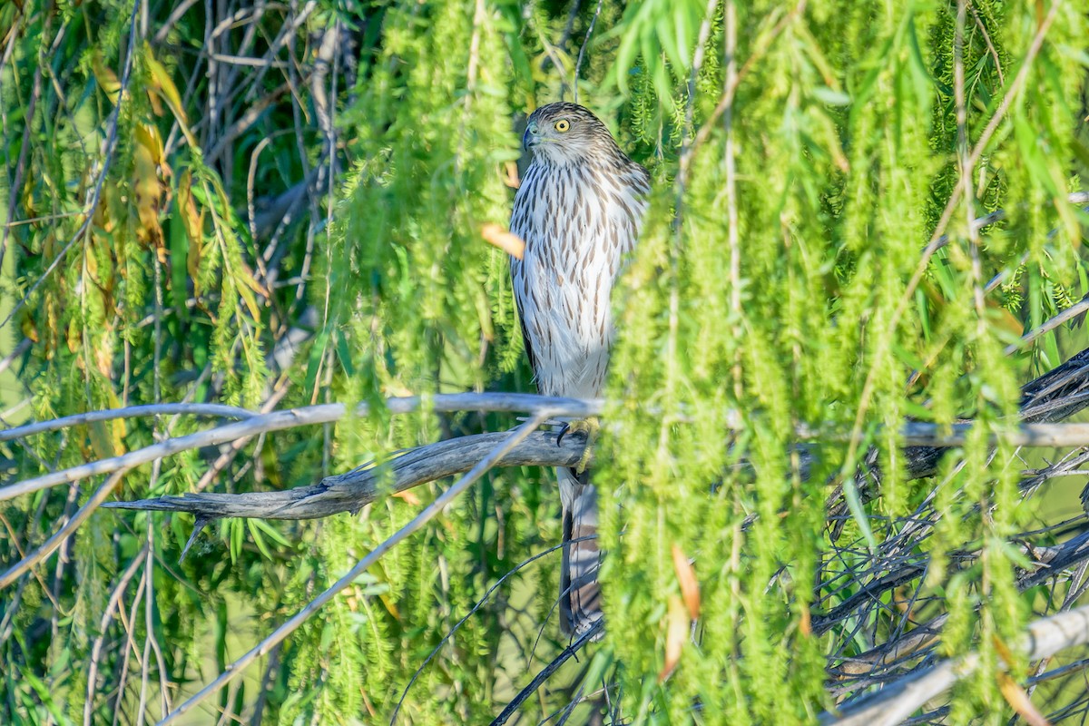 Cooper's Hawk - Michael Smith